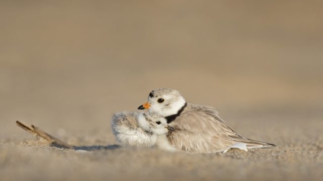 鳥の親子