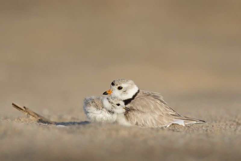 鳥の親子