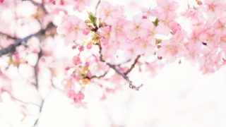 cherryblossom