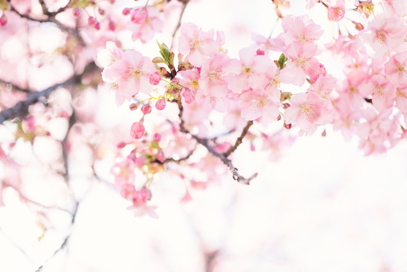 cherryblossom